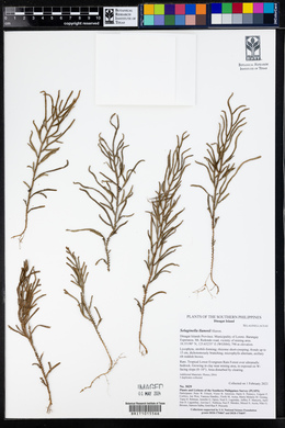 Selaginella llanosii image