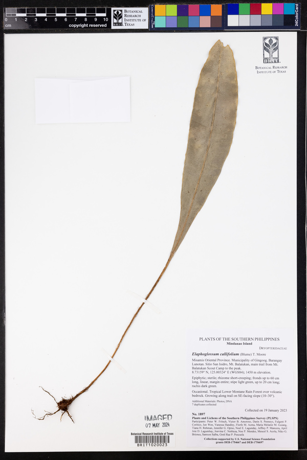 Elaphoglossum callifolium image