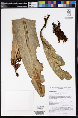 Asplenium nidus image