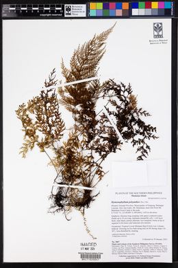 Hymenophyllum polyanthos image