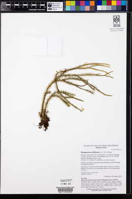 Phlegmariurus filiformis image