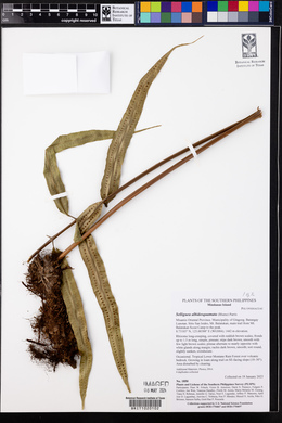 Selliguea albidosquamata image