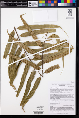 Selliguea albidosquamata image