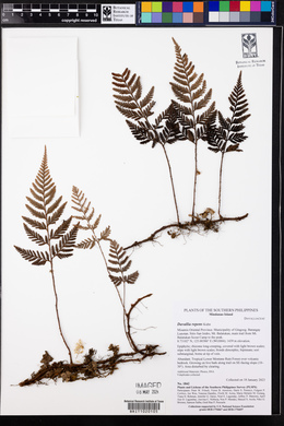 Davallia repens image