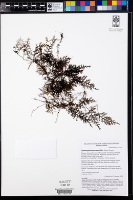 Hymenophyllum acanthoides image