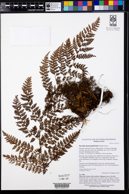 Davallia hymenophylloides image