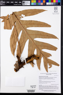 Drynaria descensa image