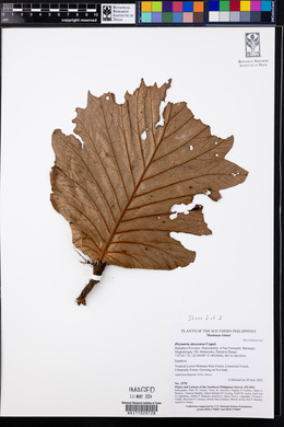Drynaria descensa image