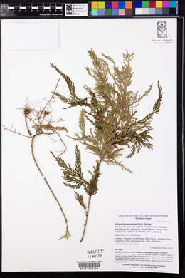 Selaginella tamariscina image
