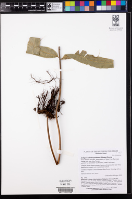 Selliguea albidosquamata image