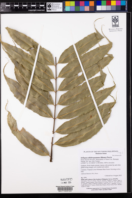 Selliguea albidosquamata image