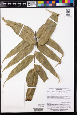 Selliguea albidosquamata image