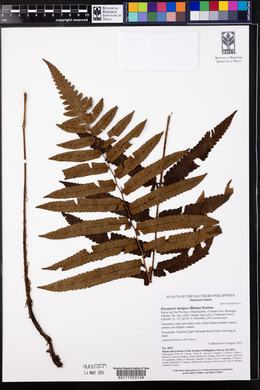 Dryopteris hirtipes image