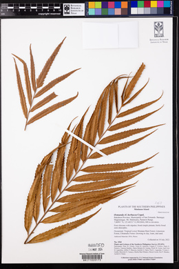 Osmunda herbacea image