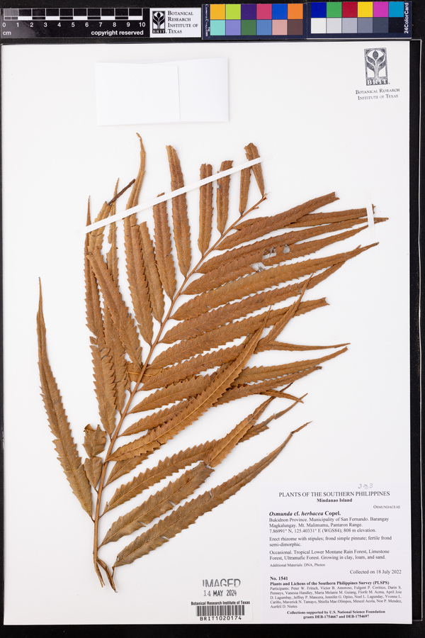 Osmunda herbacea image