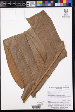 Drynaria heraclea image