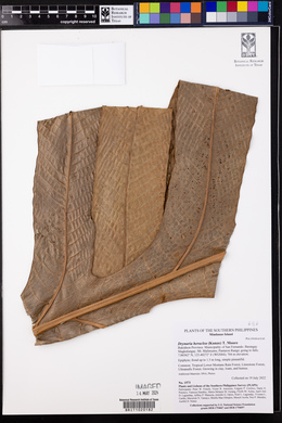 Drynaria heraclea image