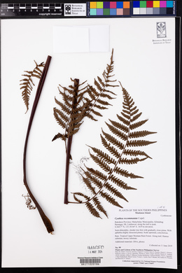 Cyathea recommutata image