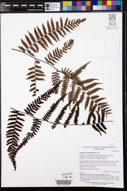 Cyathea recommutata image