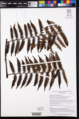 Cyathea recommutata image