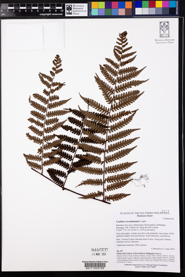 Cyathea recommutata image