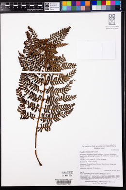 Cyathea robinsonii image