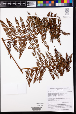 Cyathea robinsonii image