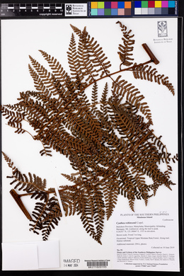 Cyathea robinsonii image