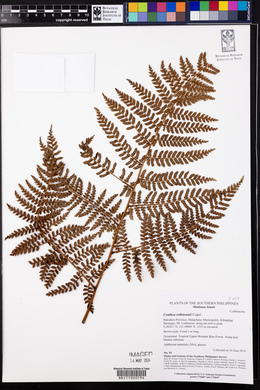 Cyathea robinsonii image