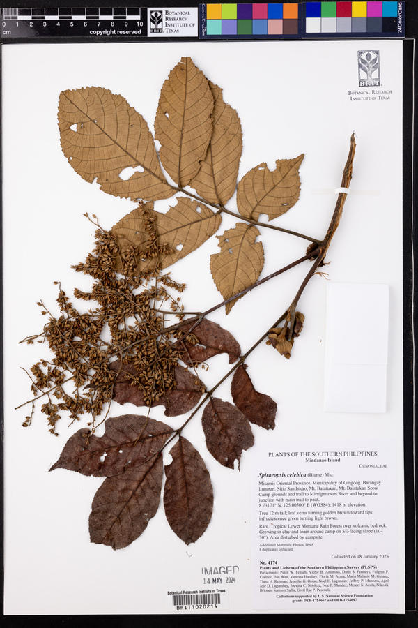 Ackama celebica image