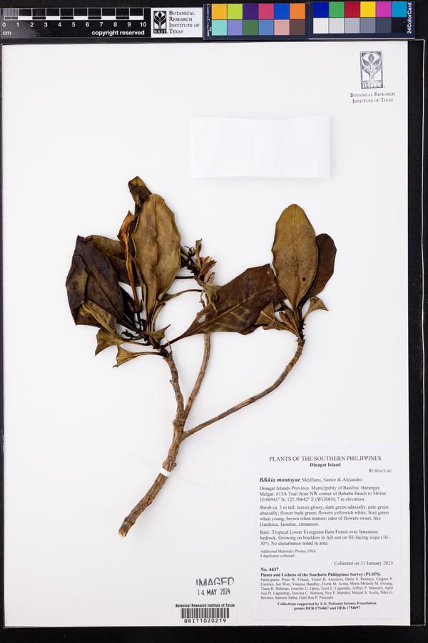 Bikkia montoyae image