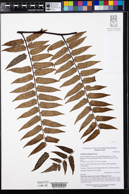 Cyathea polypoda image