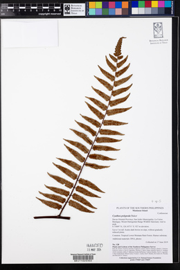 Cyathea polypoda image