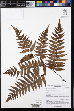 Cyathea polypoda image