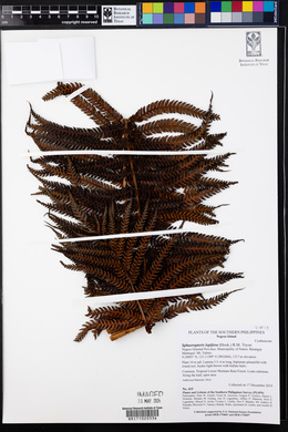 Cyathea lepifera image