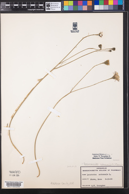 Leontodon autumnalis image