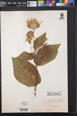 Inula helenium image