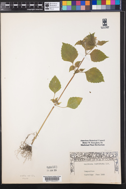 Galinsoga parviflora image