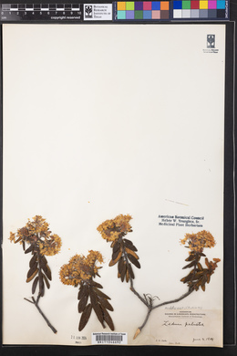 Rhododendron tomentosum image