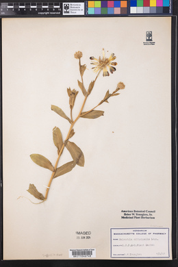 Calendula officinalis image