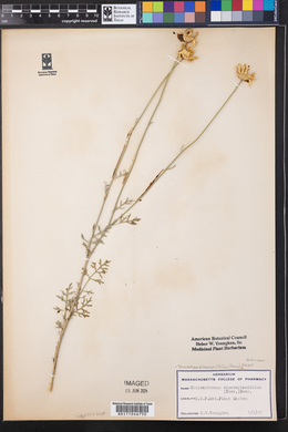 Tanacetum cinerariifolium image