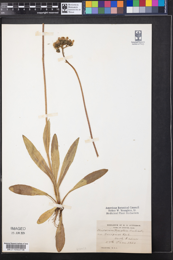 Hieracium praealtum var. decipiens image