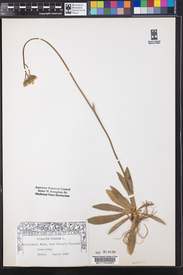 Hieracium venosum image