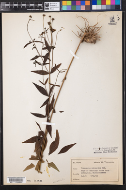 Coreopsis pubescens image