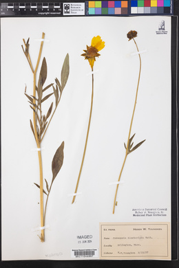 Coreopsis tinctoria image