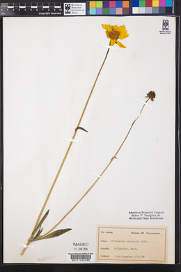 Coreopsis tinctoria image