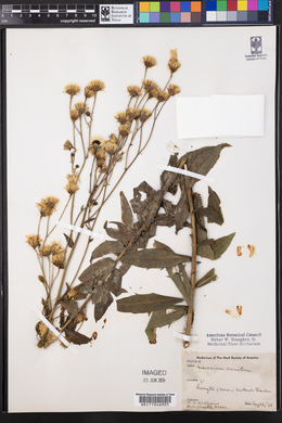 Hieracium racemosum image