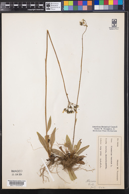 Hieracium venosum image