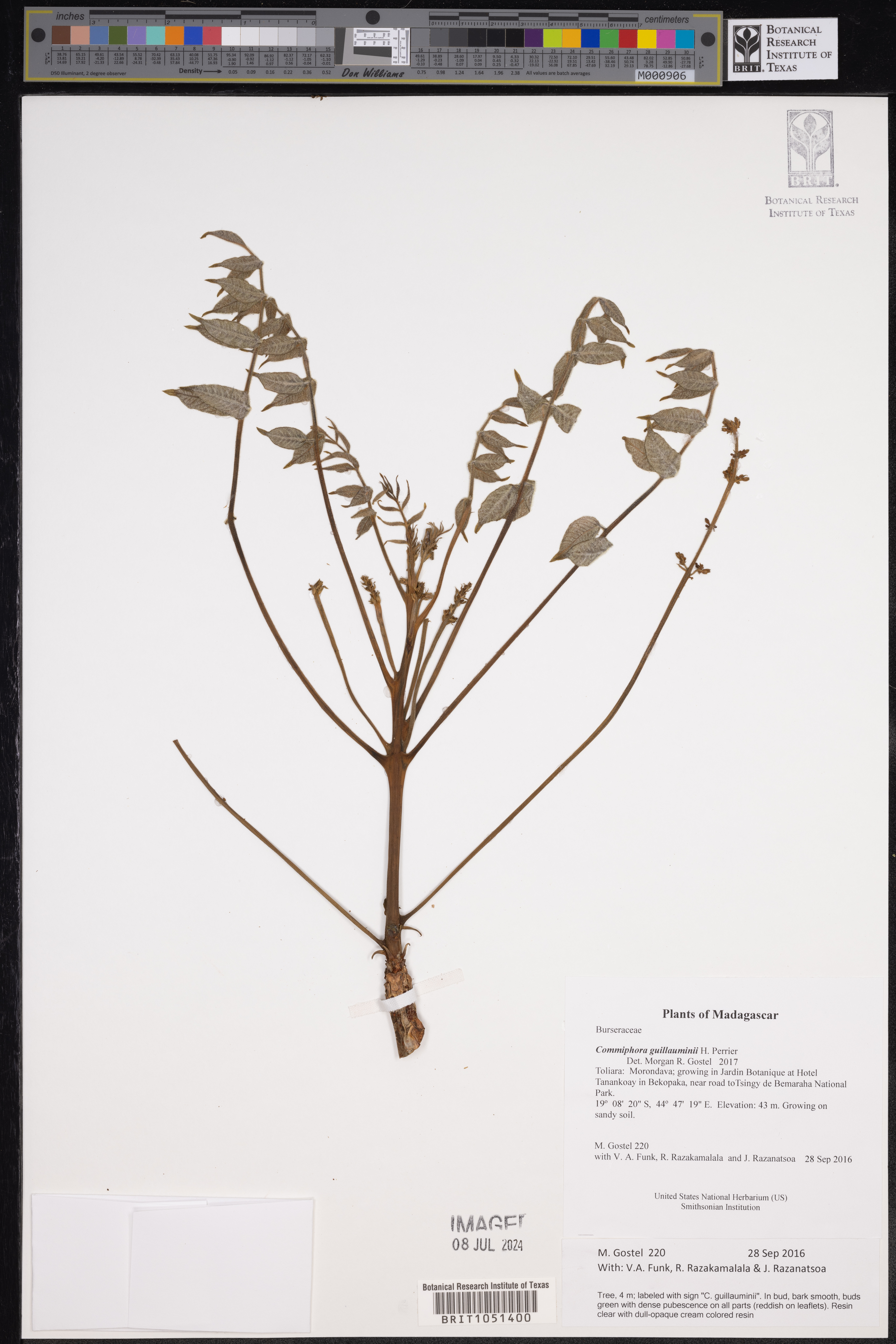 Commiphora guillauminii