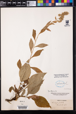 Solidago patula image